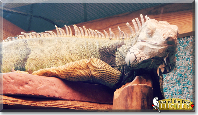 Lucifer the Iguana, the Pet of the Day