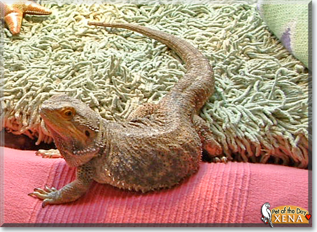 Xena the Bearded Dragon, the Pet of the Day