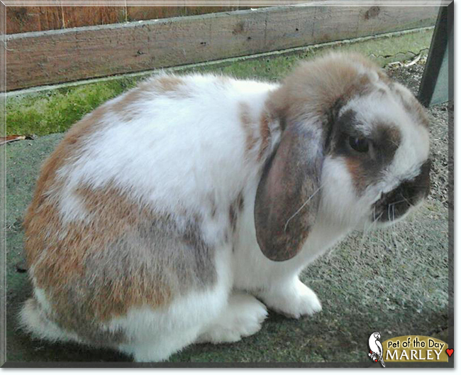 Marley the French Lop Rabbit, the Pet of the Day