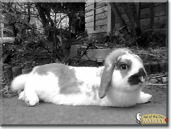 Marley the French Lop Rabbit, the Pet of the Day