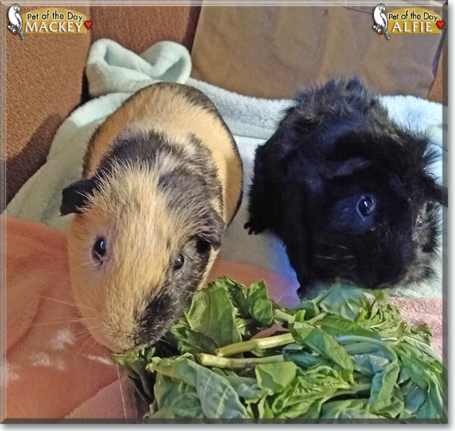 Mackey and Alfie the Shorthair Guinea Pig, Abyssinian Guinea Pig, the Pets of the Day