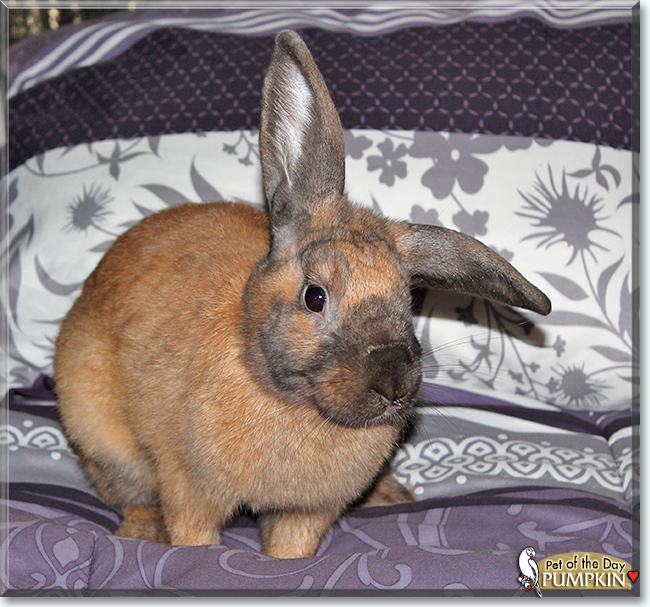 Pumpkin the Lop mix Rabbit, the Pet of the Day