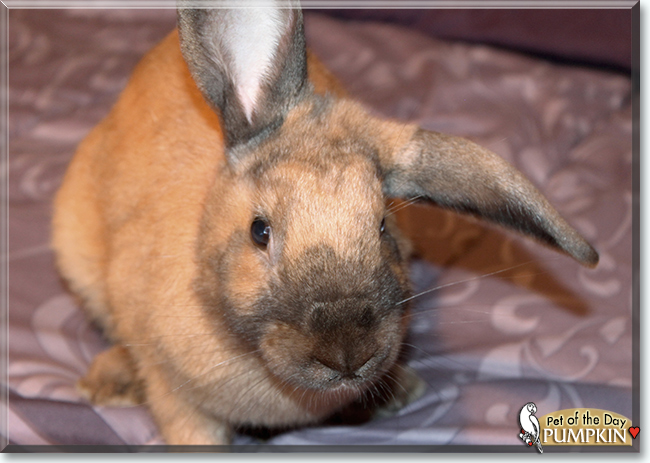 Pumpkin the Lop mix Rabbit, the Pet of the Day