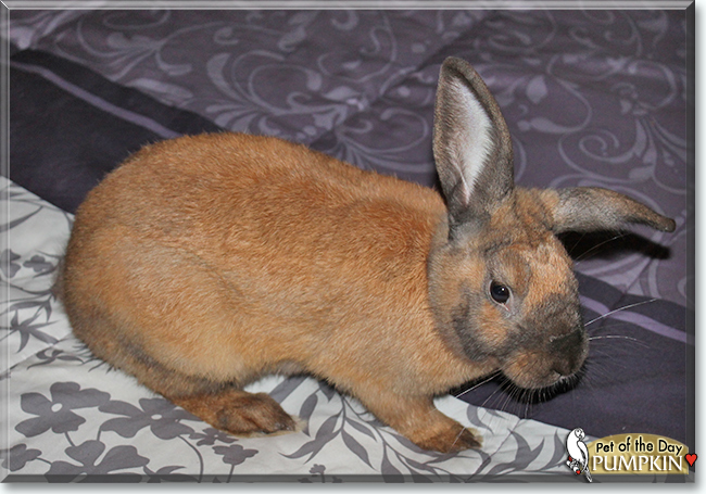 Pumpkin the Lop mix Rabbit, the Pet of the Day
