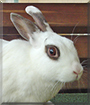 Gizmo the Rabbit