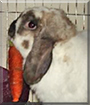 Tiger the Mini Holland Lop Rabbit
