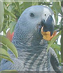 Finnigan the Congo African Grey Parrot