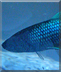 Sparkles the Betta Splendens
