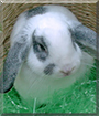 Thor the Miniature Lop Rabbit