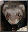 Skeeter the Domestic Ferret