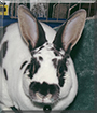 Wilbuhr the Mini Rex Rabbit