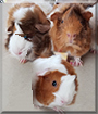 Nina, Scarlett and Daisy the Abyssinian Guinea Pigs