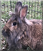 Andrea the Lionhead, Flemish Giant mix Rabbit