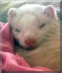Houdini the Ferret