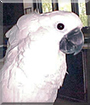 Cuddles the Umbrella Cockatoo