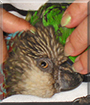 Pele the Hawkhead Parrot