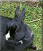Missy the Netherland, Dutch Dwarf Rabbit cross
