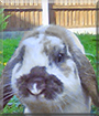 Marley the French Lop Rabbit
