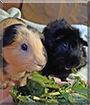 Mackey and Alfie the Shorthair Guinea Pig, Abyssinian Guinea Pig