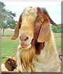 Sonny the South African Boer Goat
