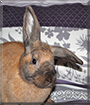 Pumpkin the Lop mix Rabbit