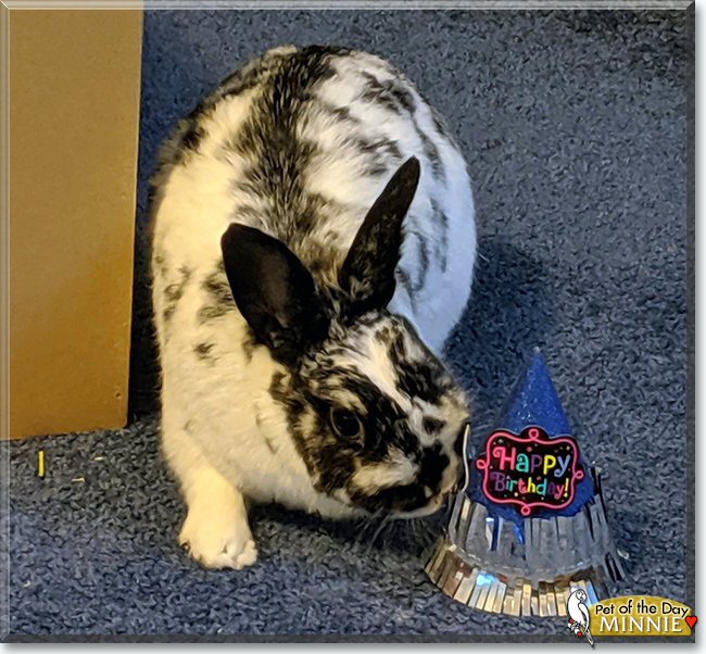 Minnie the Dwarf Rabbit, the Pet of the Day