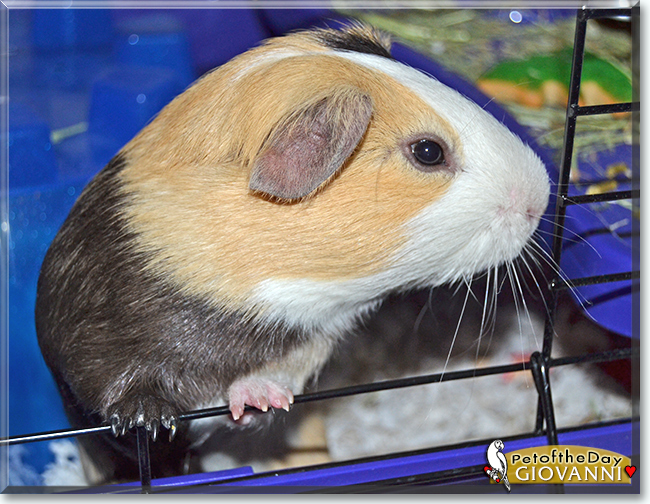 English shorthair guinea pig hot sale