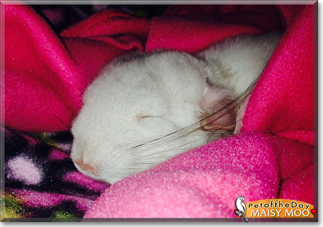 Maisy Moo the Chinchilla, the Pet of the Day