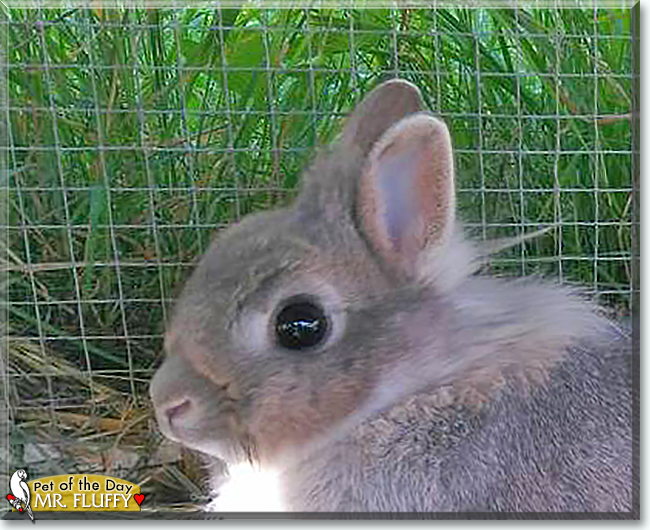 Mr. Fluffy the Lion-head Dwarf Rabbit, the Pet of the Day