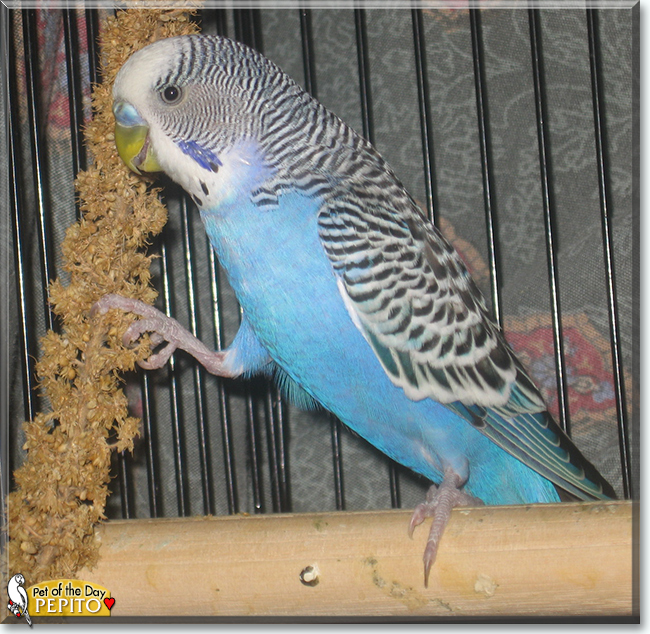 Pepito the Parakeet, the Pet of the Day