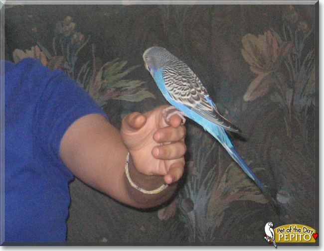 Pepito the Parakeet, the Pet of the Day