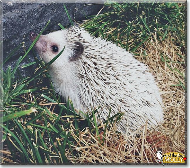 Holly the African Pygmy Hedgehog, the Pet of the Day