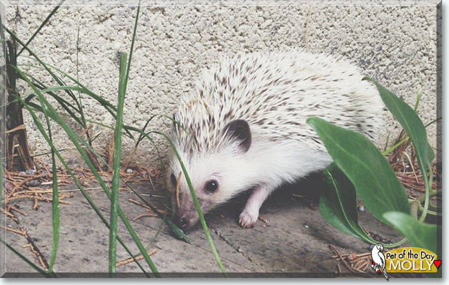 Holly the African Pygmy Hedgehog, the Pet of the Day