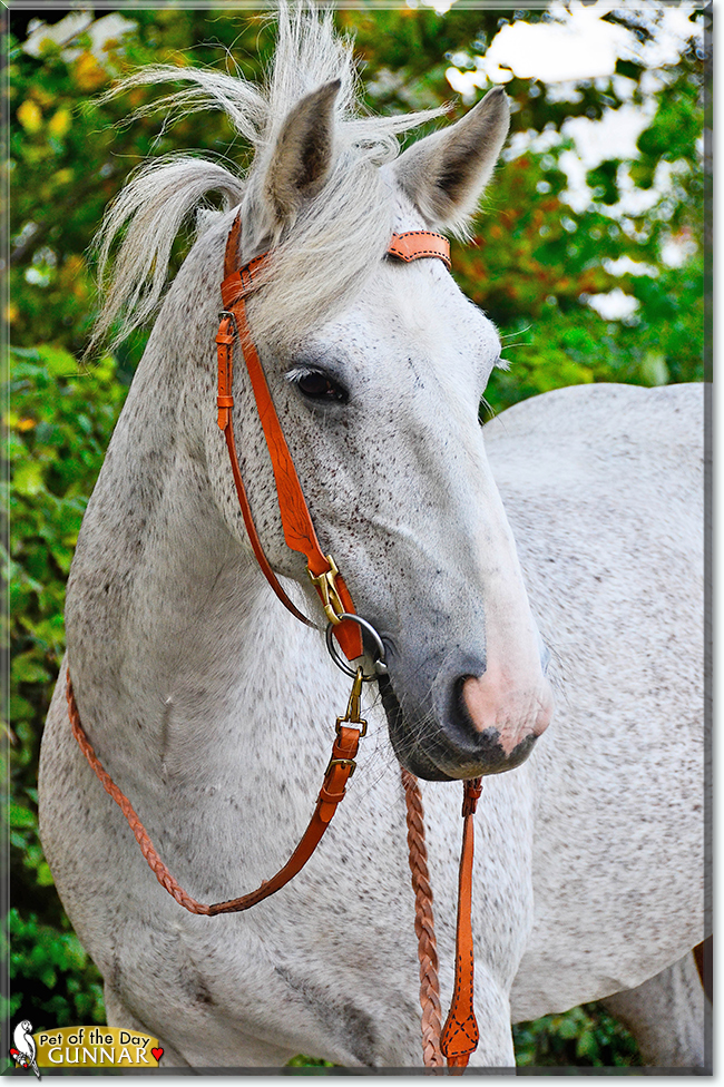Gunnar the Irish mix Horse, the Pet of the Day