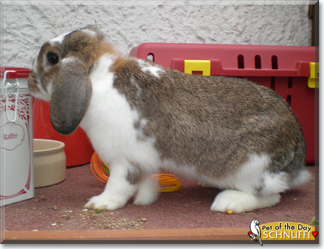 Schnuffi the Lop Rabbit, the Pet of the Day