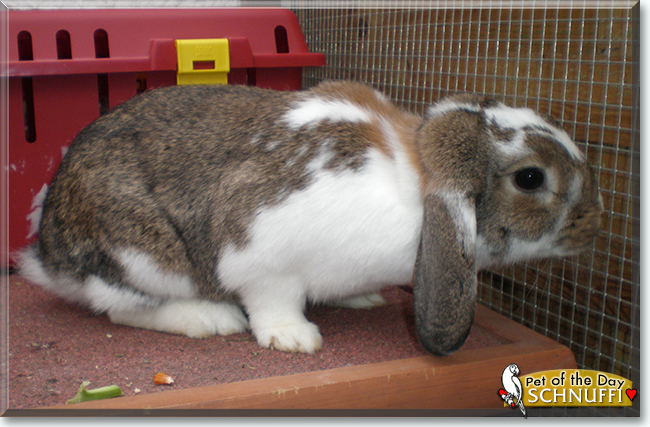 Schnuffi the Lop Rabbit, the Pet of the Day