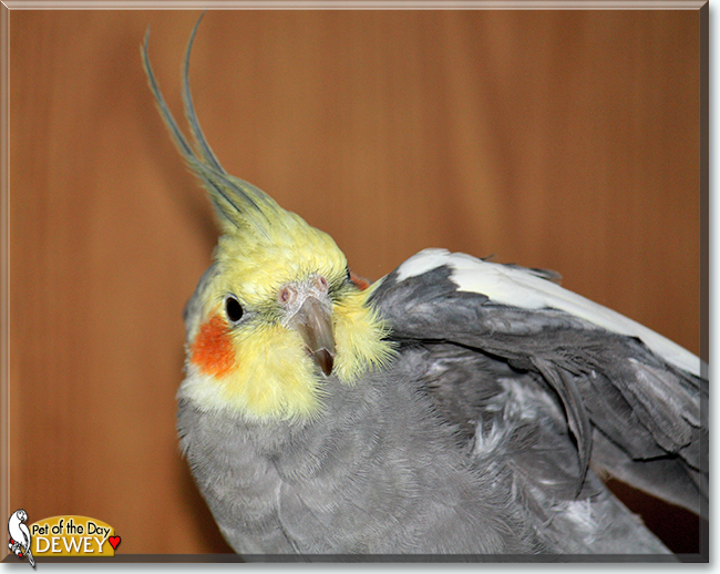 Dewey the Cockatiel, the Pet of the Day