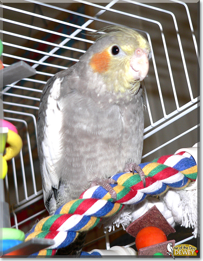 Dewey the Cockatiel, the Pet of the Day