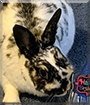 Minnie the Dwarf Rabbit