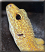 Kodo the Leopard Gecko