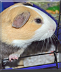Giovanni the English Short Hair Guinea Pig