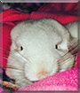 Maisy Moo the Chinchilla
