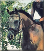Max the German Riding Pony, Quarter Horse mix