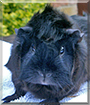 Alice the Abyssinian Guinea Pig