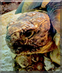 Mathilde the Tortoise