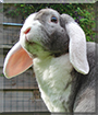  Joris the Rex Widder Rabbit