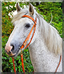 Gunnar the Irish mix Horse