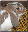 Schnuffi the Lop Rabbit