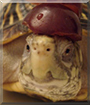 Dinosaur the Ornate Box Turtle