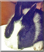 Oscarino the Dutch Rabbit